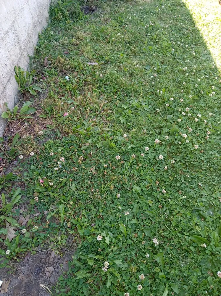 Trusted yard cleanup service experts serving Lorain, OH - Handsdown Landscaping