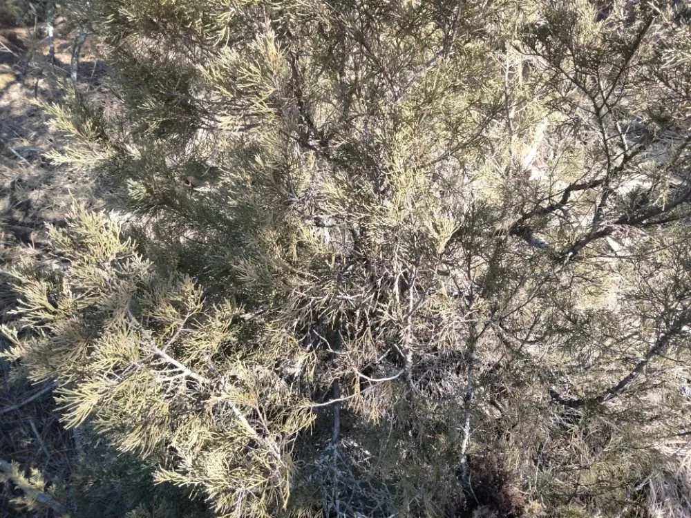 Top-rated lawn care service experts serving Libby, MT - Handy Hanes