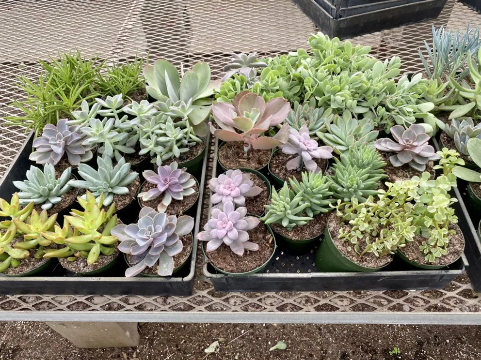 Expert landscape design for outdoor upgrades across Auburndale, FL - Handy Helpers Home Services