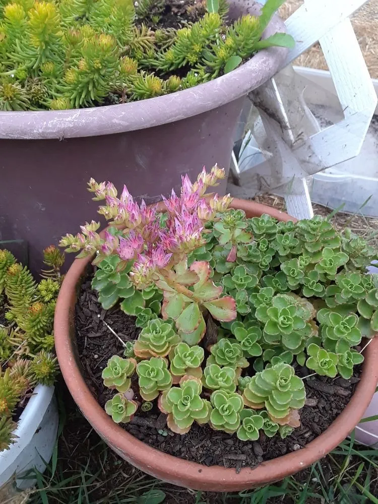 Affordable landscape installation with custom design in Everett, WA by Handy Home Helpers