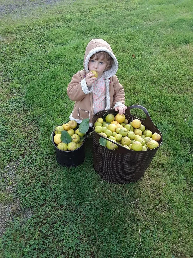 Trusted landscape installation for year-round maintenance across Everett, WA - Handy Home Helpers