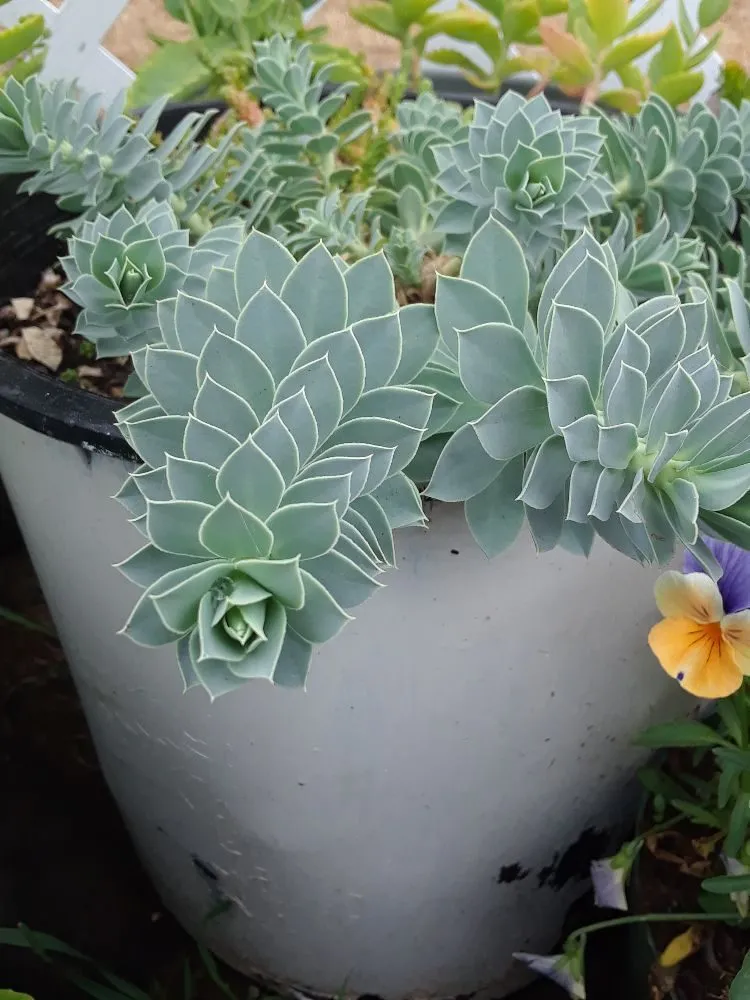 Top-rated landscape installation in Everett, WA - Handy Home Helpers