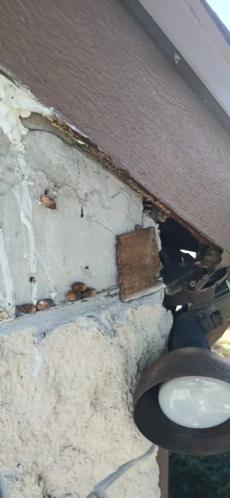 Professional outdoor landscaping experts serving Cocoa, FL - Handy Hucks Home Services