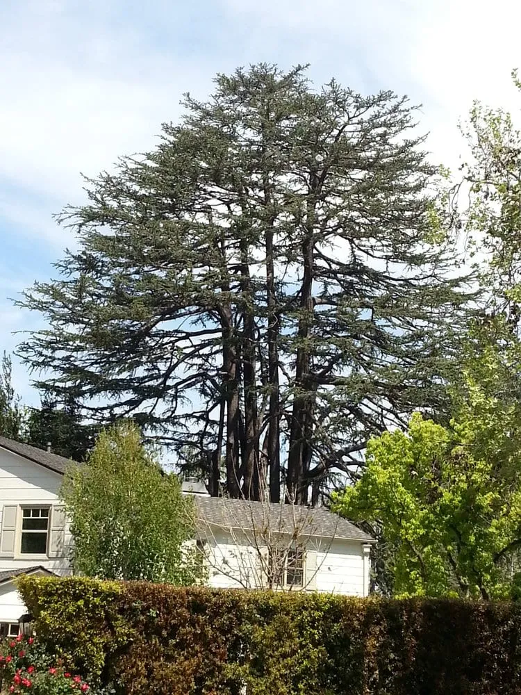 Reliable outdoor landscaping for homes in Orlando, FL by Handy Lawn & Tree Service