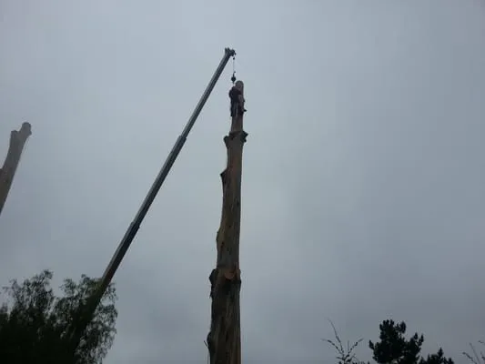 Handy Lawn & Tree Service Logo