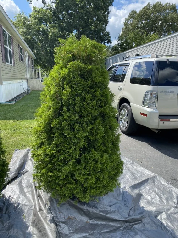 Expert yard cleanup service in Blackwood, NJ - Handy lawn