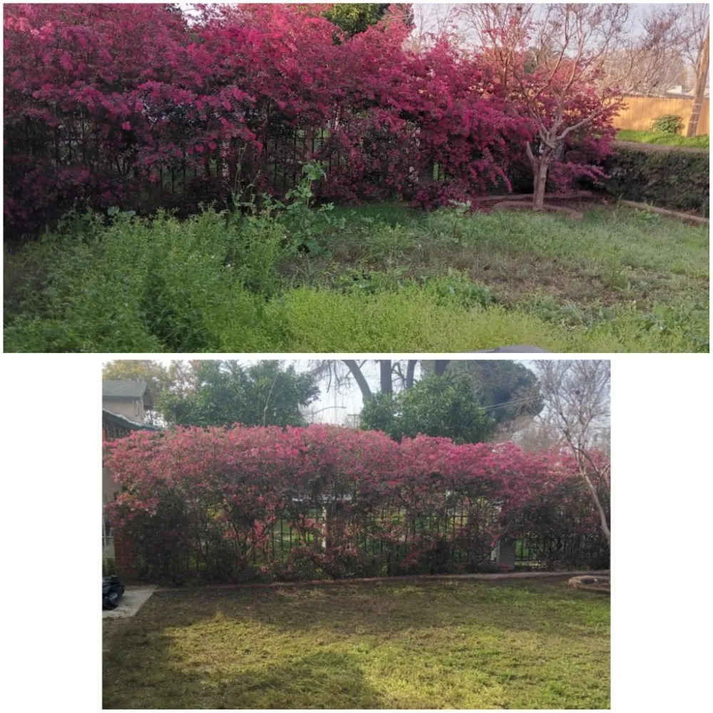 Local residential landscaping in Modesto, CA by Handy Man Jose