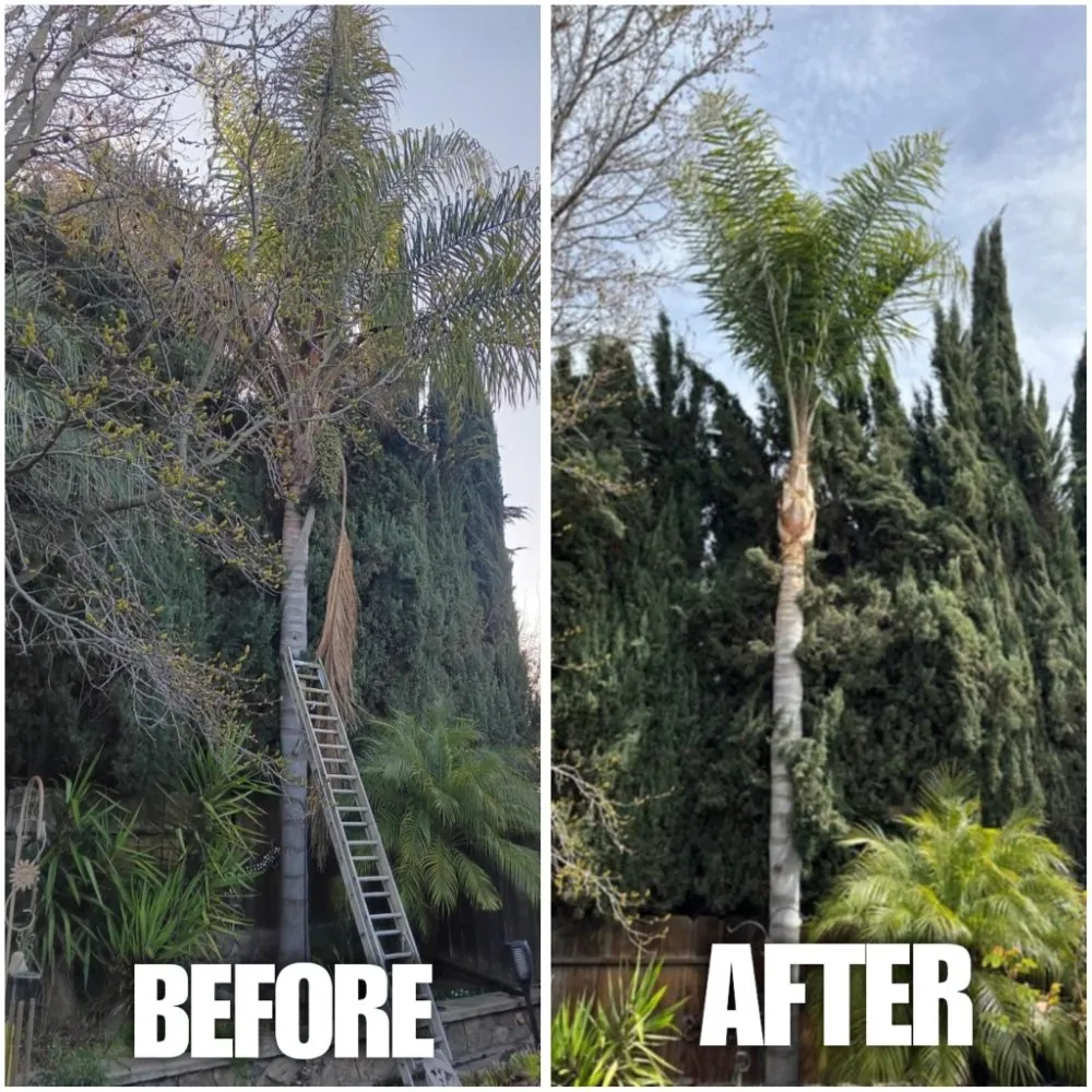 Professional yard maintenance near you across Modesto, CA - Handy Man Jose