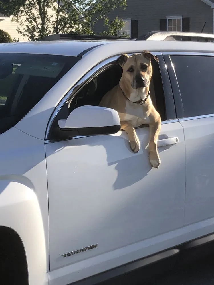 Custom residential landscaping for year-round maintenance in Wilmington, NC by Handy Mandy