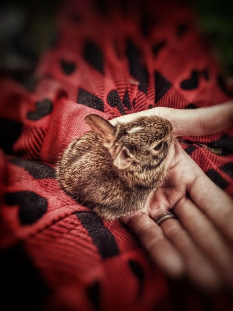 Reliable garden landscaping experts serving Flint, MI - Handy Mandys