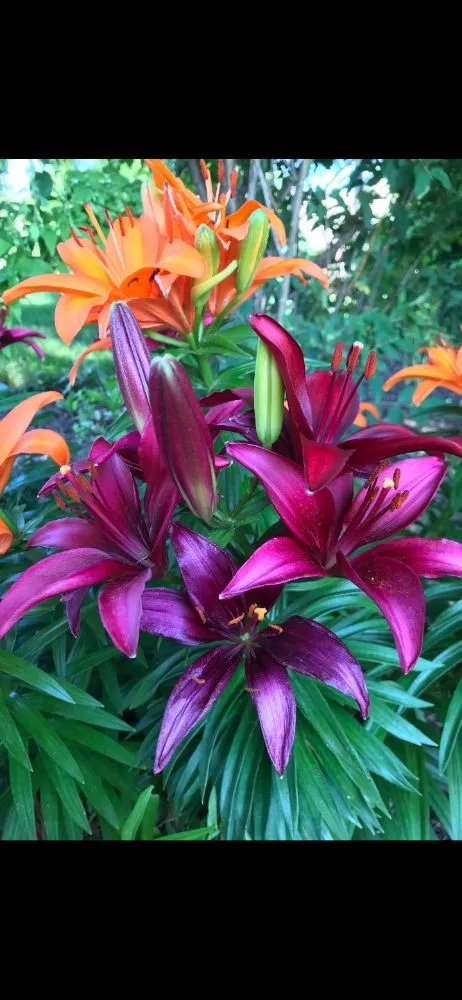 Trusted residential landscaping experts serving Flint, MI - Handy Mandys