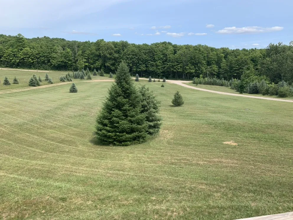 Expert yard maintenance in Vanderbilt, MI - Handy Outdoor Services