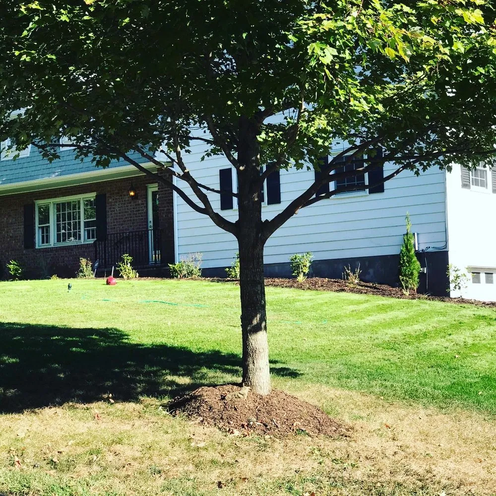 Professional yard cleanup service in Paterson, NJ - Handy Pro & Clean Out Services