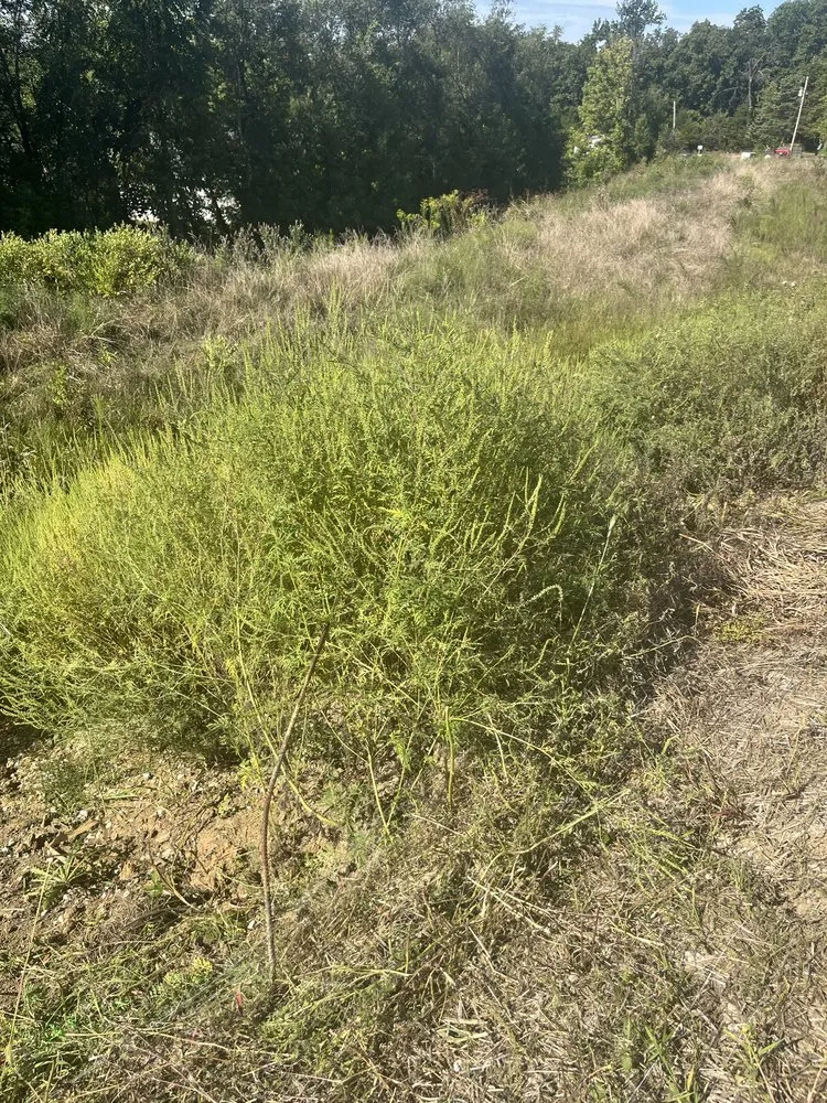 Reliable garden landscaping in Columbia, MO by Handy Skills