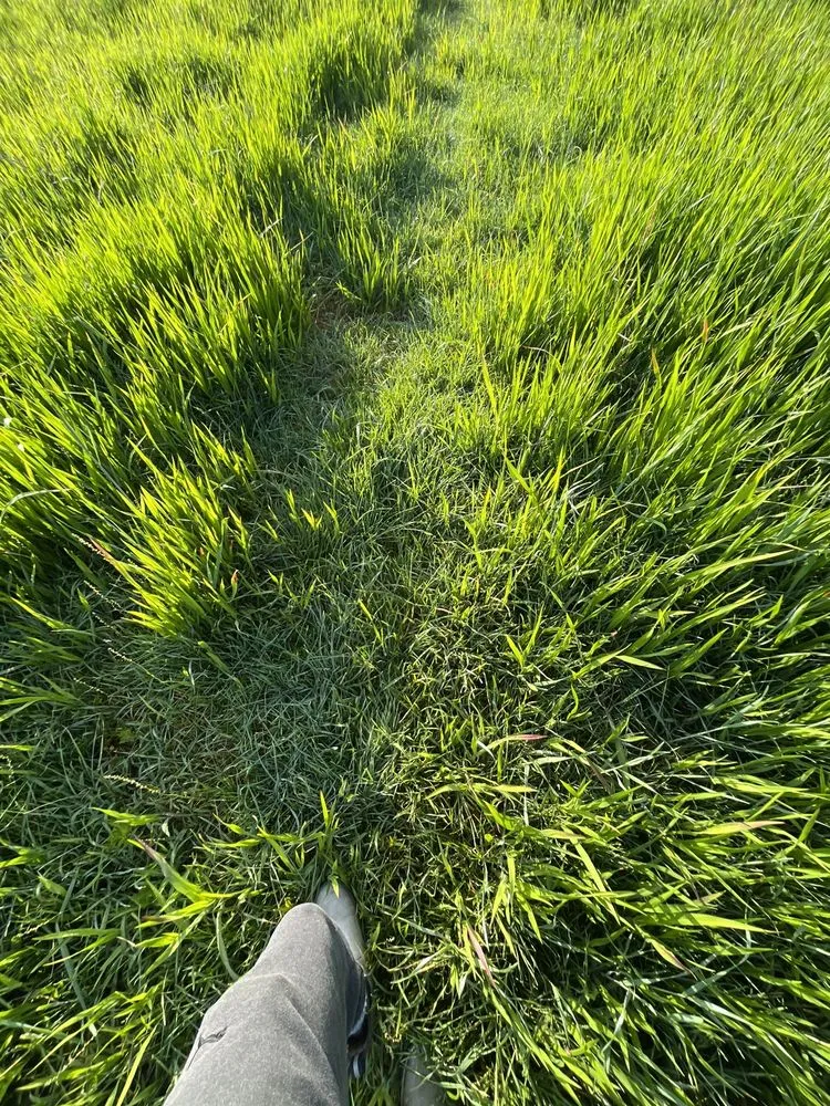 Affordable outdoor landscaping for residential properties in Bluffton, SC by Handy work