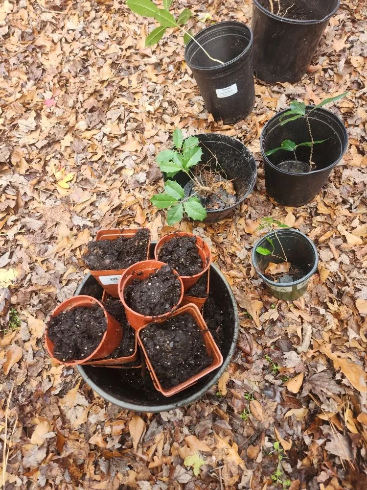 Custom lawn care service experts serving Ocean City, MD - Handyman Dan