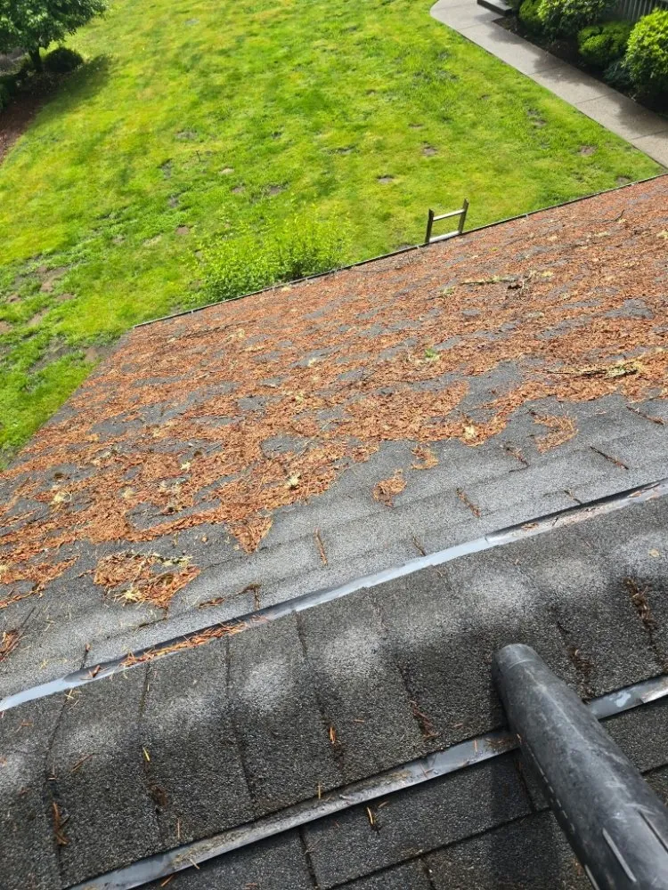 Expert yard cleanup service in Centralia, WA by Handyman Reyes