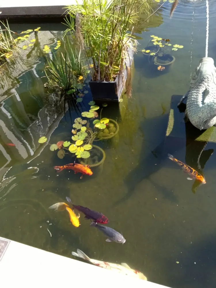 Top-rated yard maintenance in San Diego, CA by Handyman Will