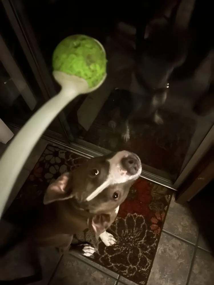 Professional landscape design in Liberty Lake, WA by Handymom