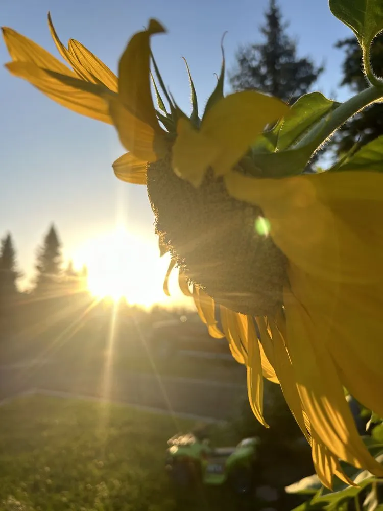 Professional landscape design near you in Liberty Lake, WA by Handymom