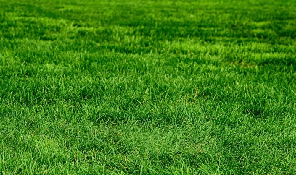 Local residential landscaping experts serving Belleville, IL - Handy's Lawn Care