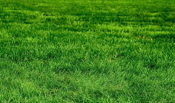 Handy's Lawn Care Logo