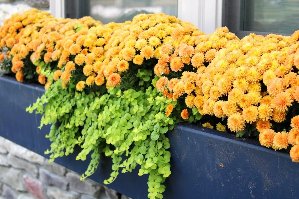 Local landscape installation for year-round maintenance in Terre Haute, IN by Hank Metzger Landscaping