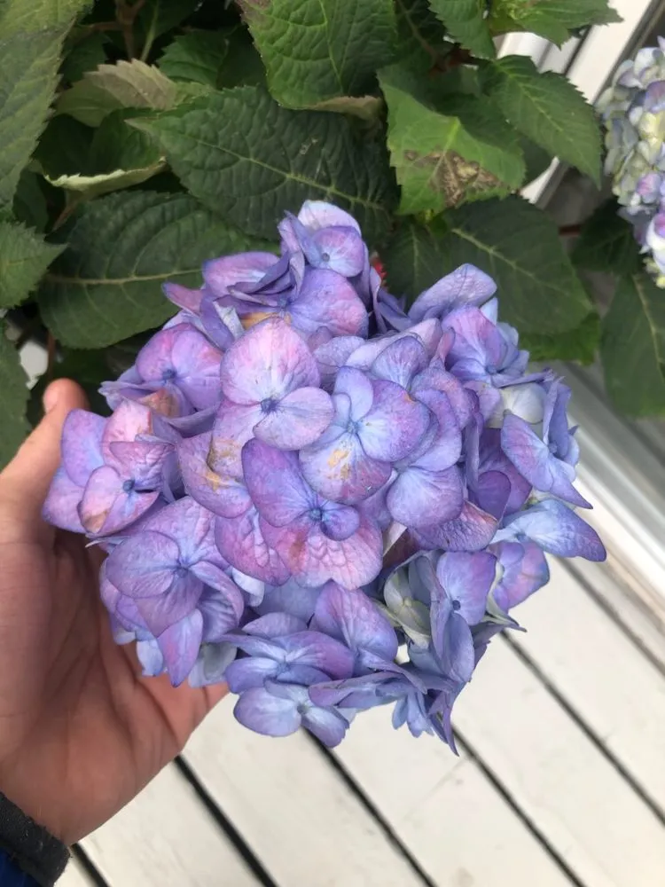 Custom landscape installation with custom design in Woodbury, MN by Hank's Lawn Care & Snow Removal