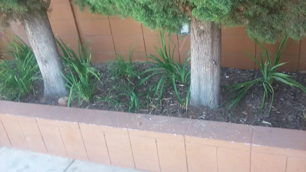 Top-rated lawn care service in Bakersfield, CA by Hanks Lawn Care