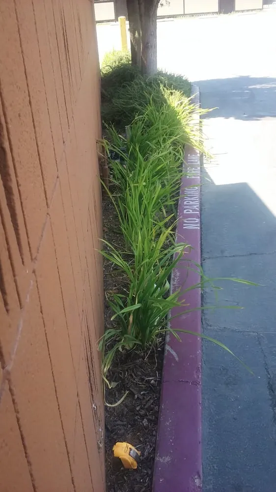 Professional landscaping services in Bakersfield, CA - Hanks Lawn Care