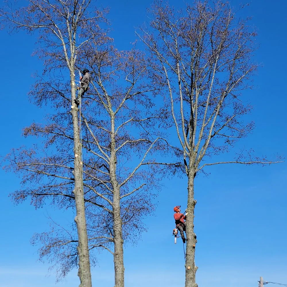 Top-rated landscape design in Coupeville, WA - Hank's Tree Services