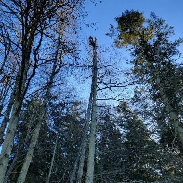 Reliable lawn care service in Coupeville, WA by Hank's Tree Services