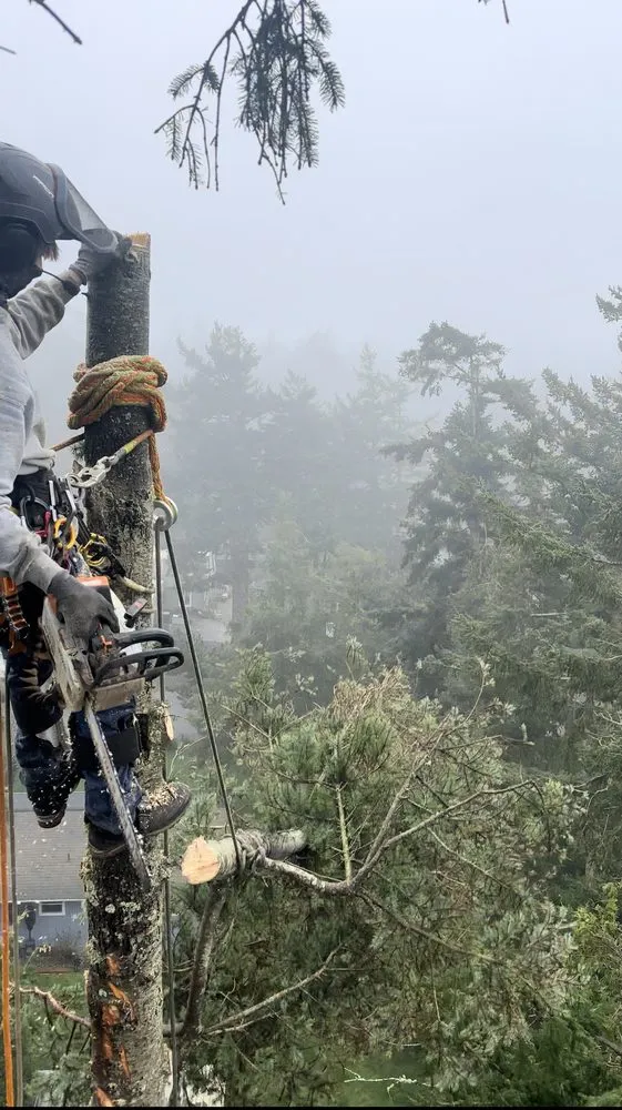 Local landscape design for year-round maintenance across Coupeville, WA - Hank's Tree Services