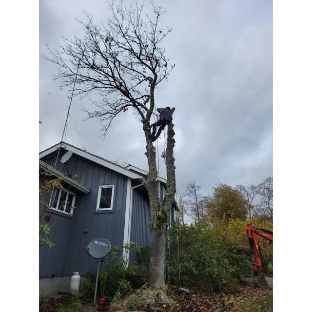 Reliable yard maintenance with custom design in Coupeville, WA by Hank's Tree Services