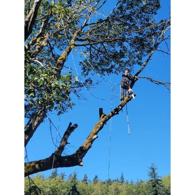 Top-rated outdoor landscaping for beautiful yards in Coupeville, WA by Hank's Tree Services