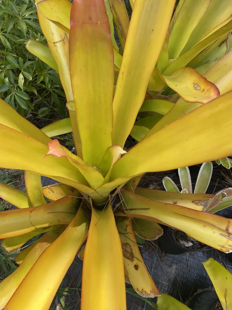 Affordable residential landscaping near you in GRANT VLKRIA, FL by Hannah’s Garden