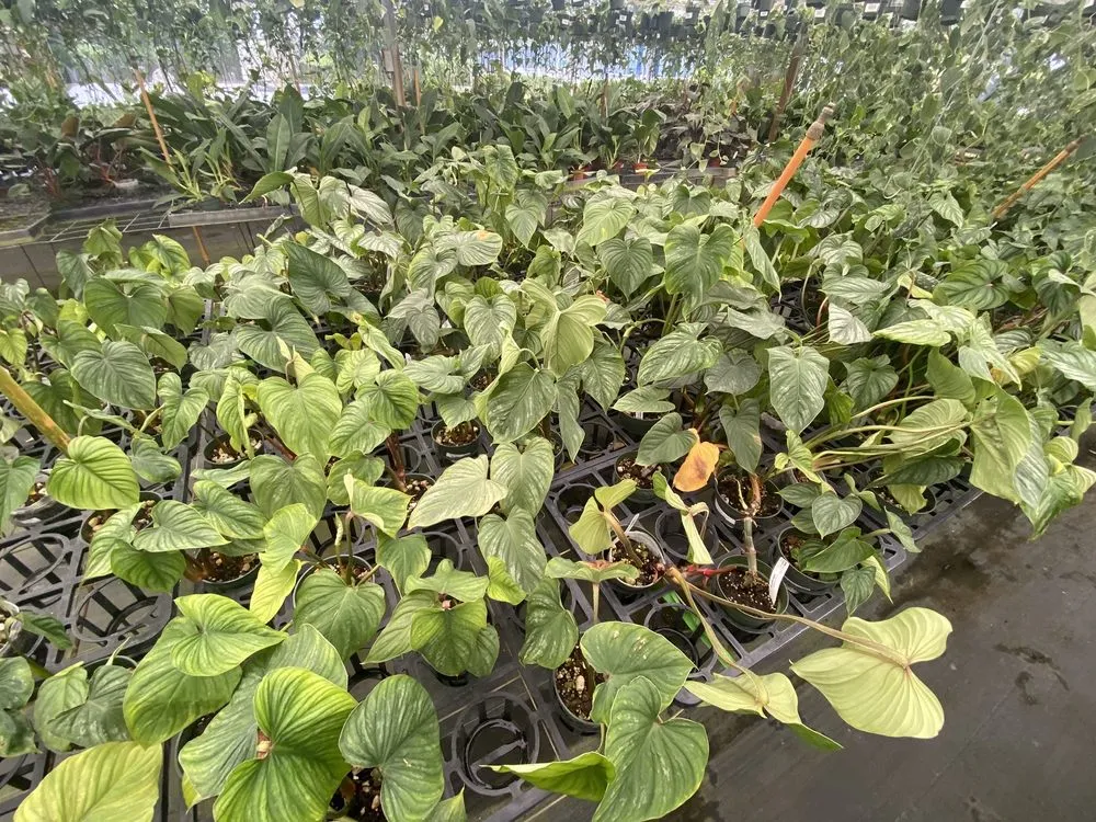 Local landscaping services in GRANT VLKRIA, FL by Hannah’s Garden