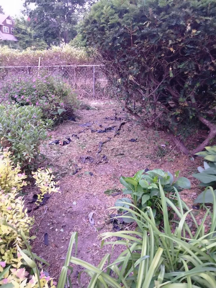 Top-rated yard maintenance for outdoor upgrades in Cleveland, OH by Hannah's Help Service