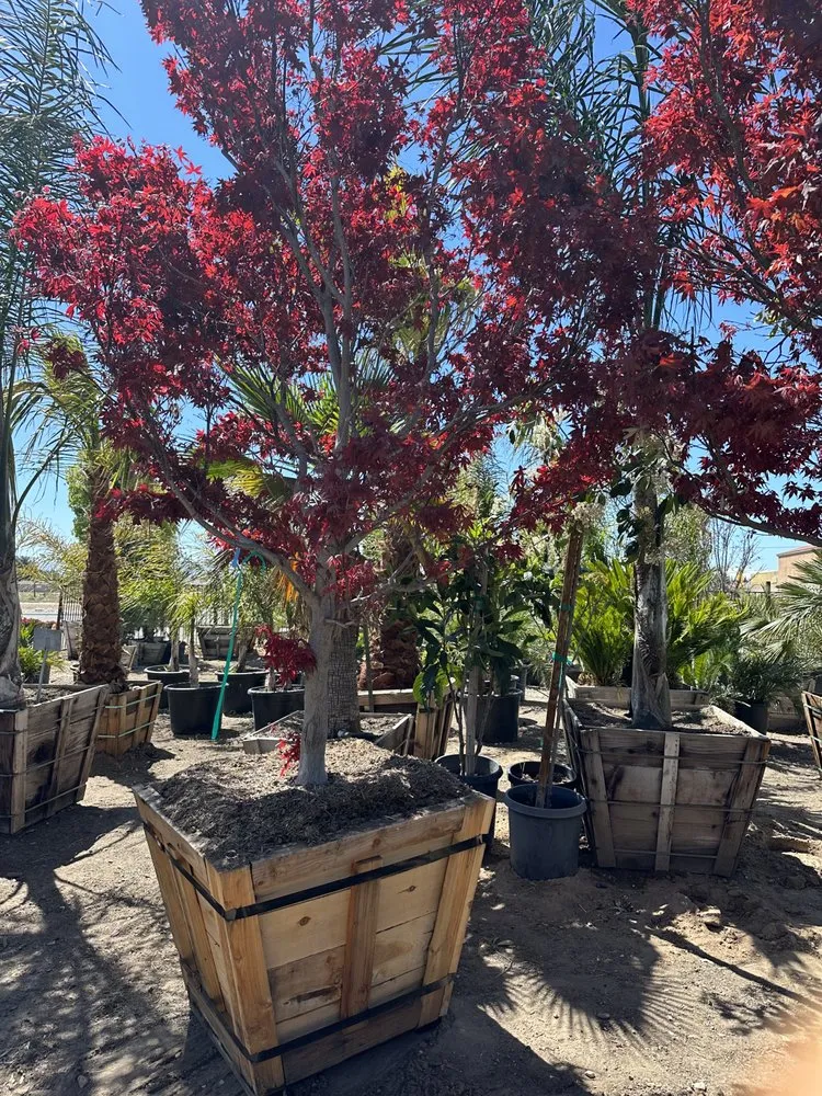 Top-rated landscape design for year-round maintenance in Victorville, CA by Hanna’s Nursery N Feed