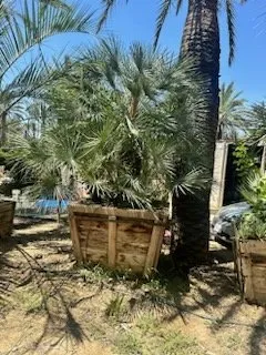 Affordable yard cleanup service for homes across Victorville, CA - Hanna’s Nursery N Feed