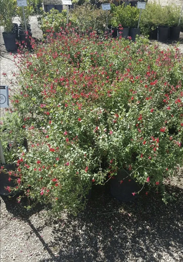 Custom garden landscaping in Victorville, CA - Hanna’s Nursery N Feed