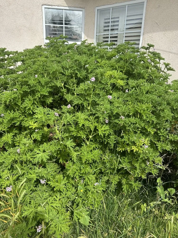 Reliable outdoor landscaping experts serving Victorville, CA - Hanna’s Nursery N Feed