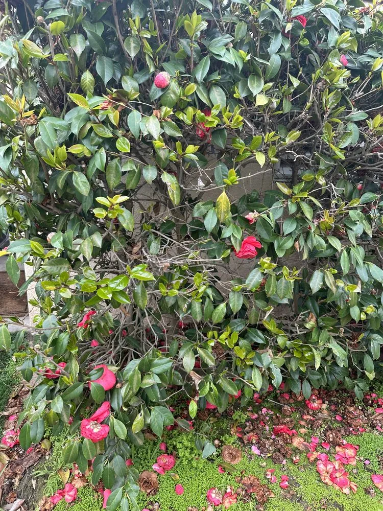 Affordable landscape installation in Victorville, CA by Hanna’s Nursery N Feed