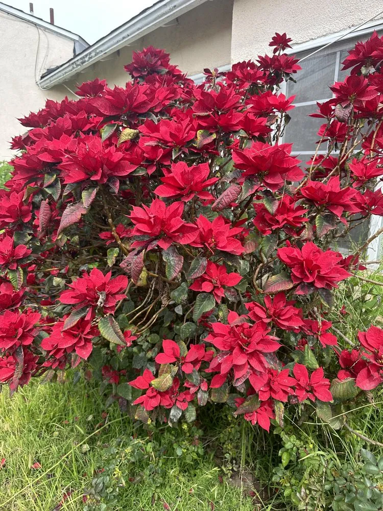 Custom residential landscaping experts serving Victorville, CA - Hanna’s Nursery N Feed