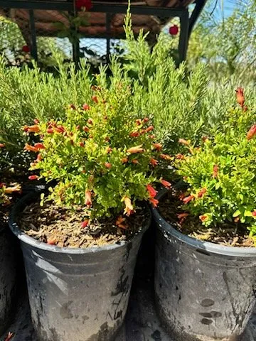 Expert landscaping services for residential properties in Victorville, CA by Hanna’s Nursery N Feed