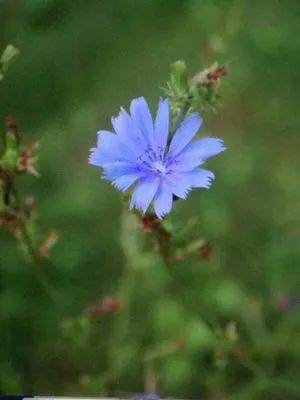 Hannigan Landscaping