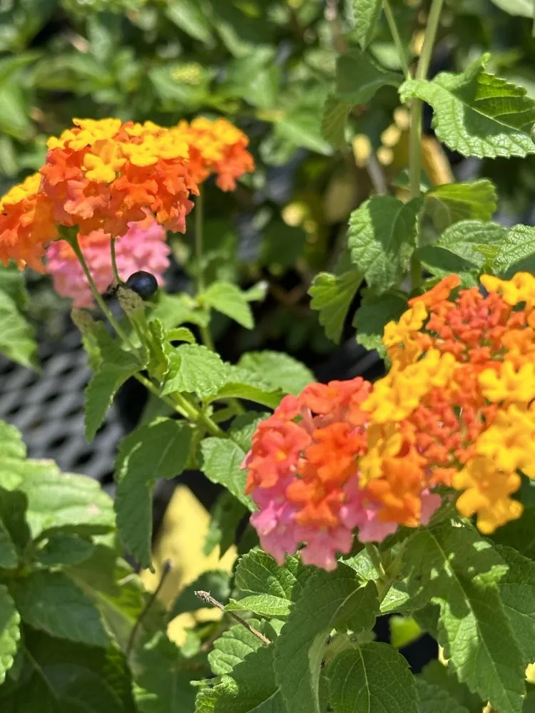 Affordable yard maintenance experts serving Ashland, VA - Hanover Plant Farm