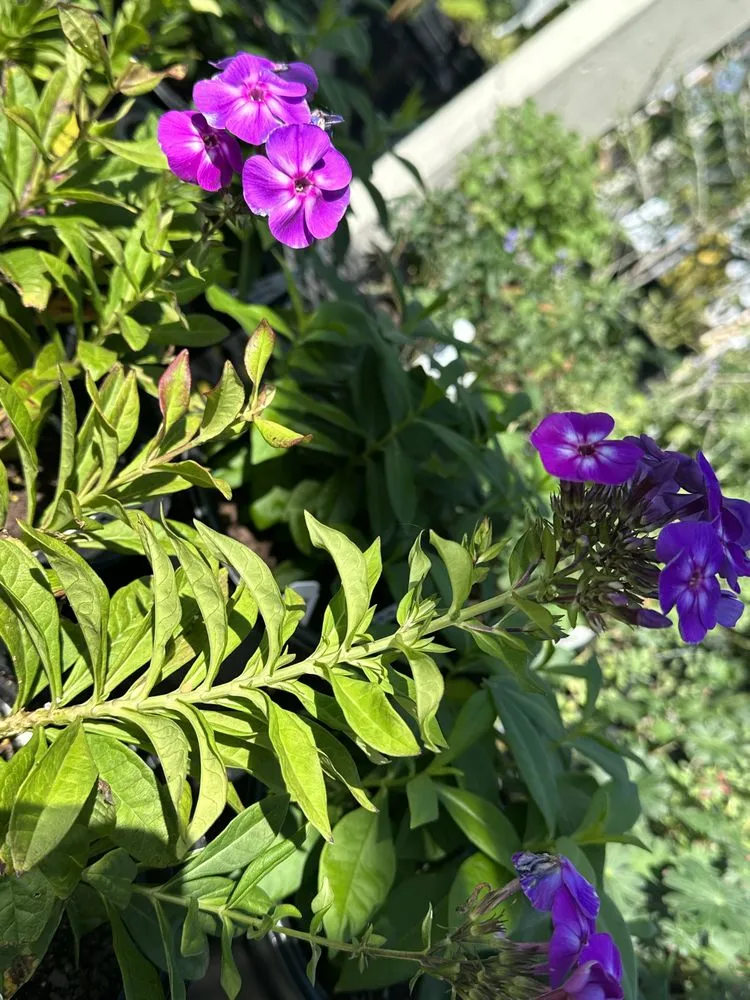 Affordable yard maintenance in Ashland, VA by Hanover Plant Farm