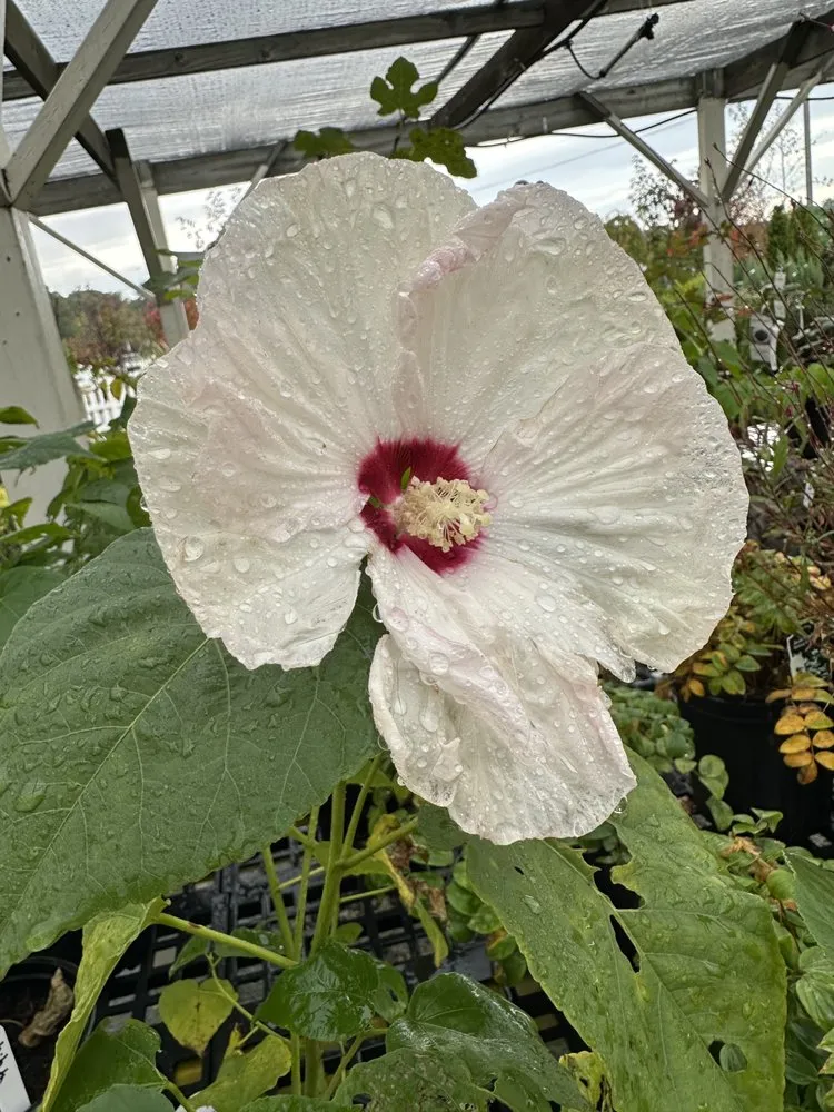 Custom outdoor landscaping experts serving Ashland, VA - Hanover Plant Farm