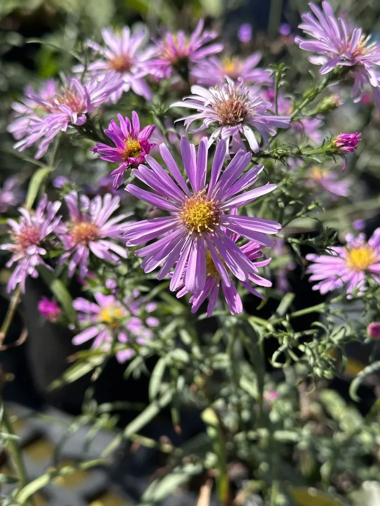 Top-rated yard maintenance in Ashland, VA - Hanover Plant Farm